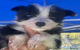 Border Collie dogs for sale: Lovely black and white Border Collie puppies.  - Image 6