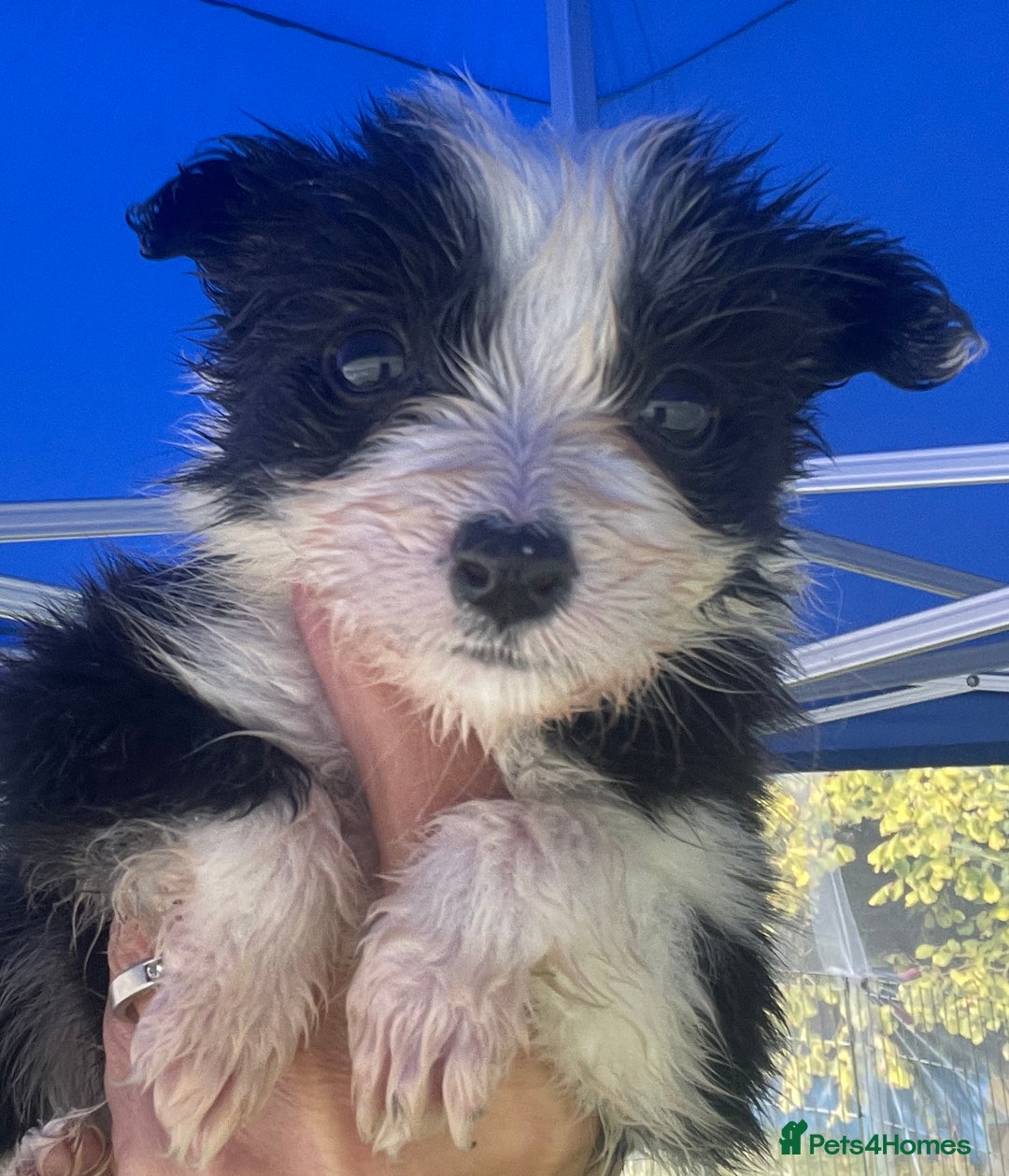 Border Collie dogs for sale: Lovely black and white Border Collie puppies.  - Image 6