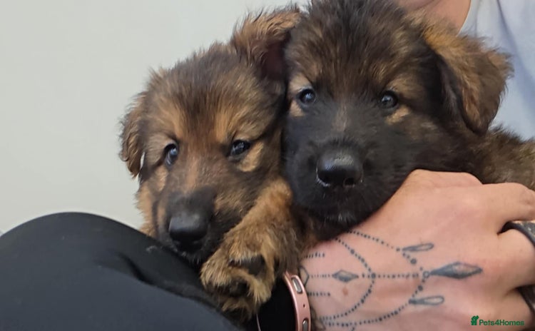 German Shepherd dogs - Advert 1