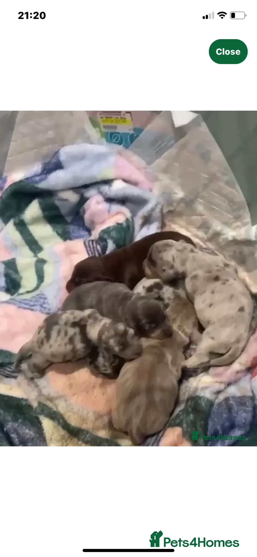 Dachshund dogs for stud: K.C reg. long hair dapple dachshund for STUD - Advert 2