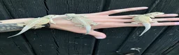 Bearded Dragon reptiles for sale: Various Bearded Dragon Morph Babies - Advert 4