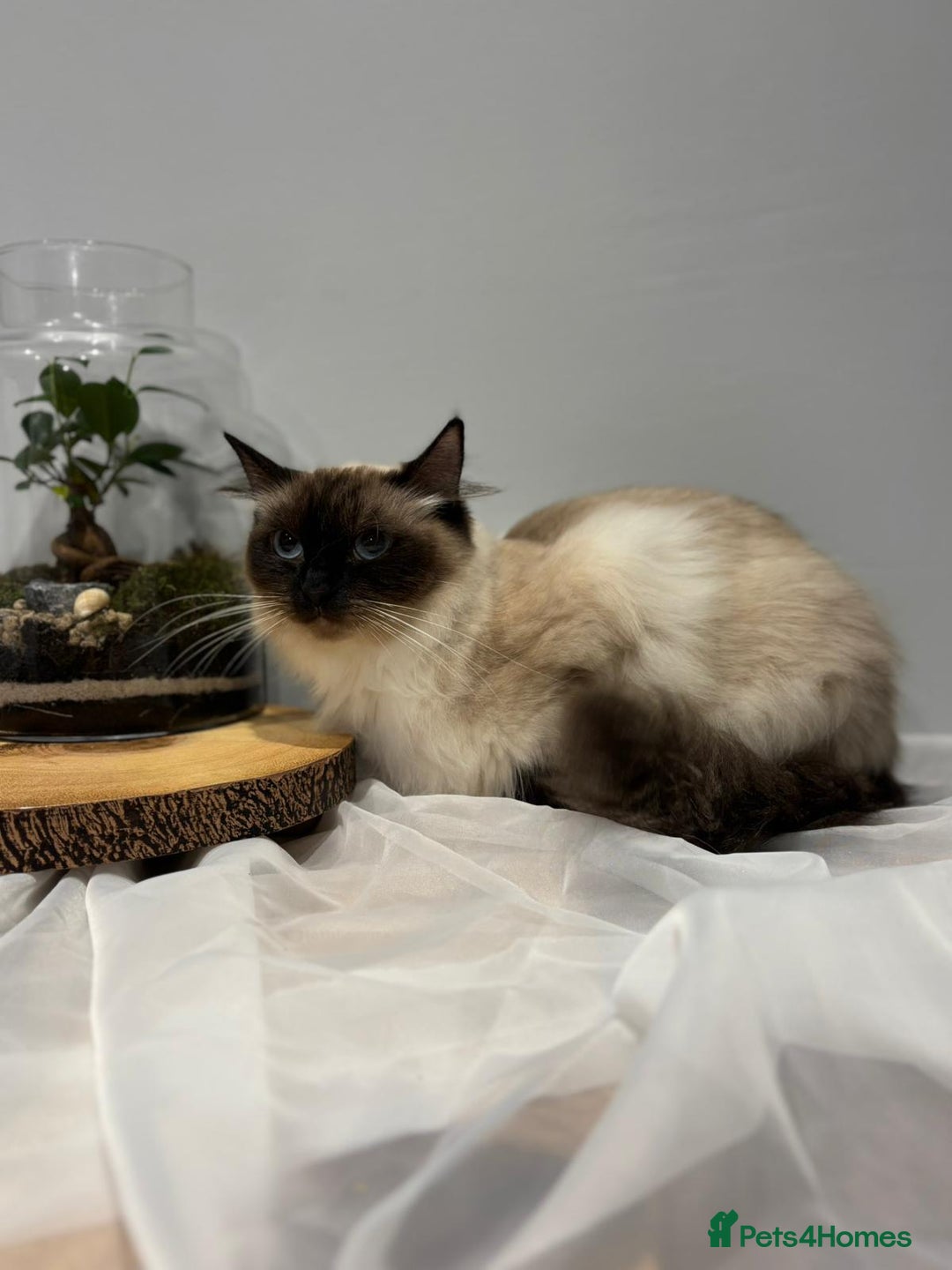 Ragdoll cats for sale: Purebred ragdoll kittens.1 girl & 3 boys-ready now - Advert 3