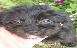 Cavapoo dogs for sale: Beautiful cavapoos  - Image 20