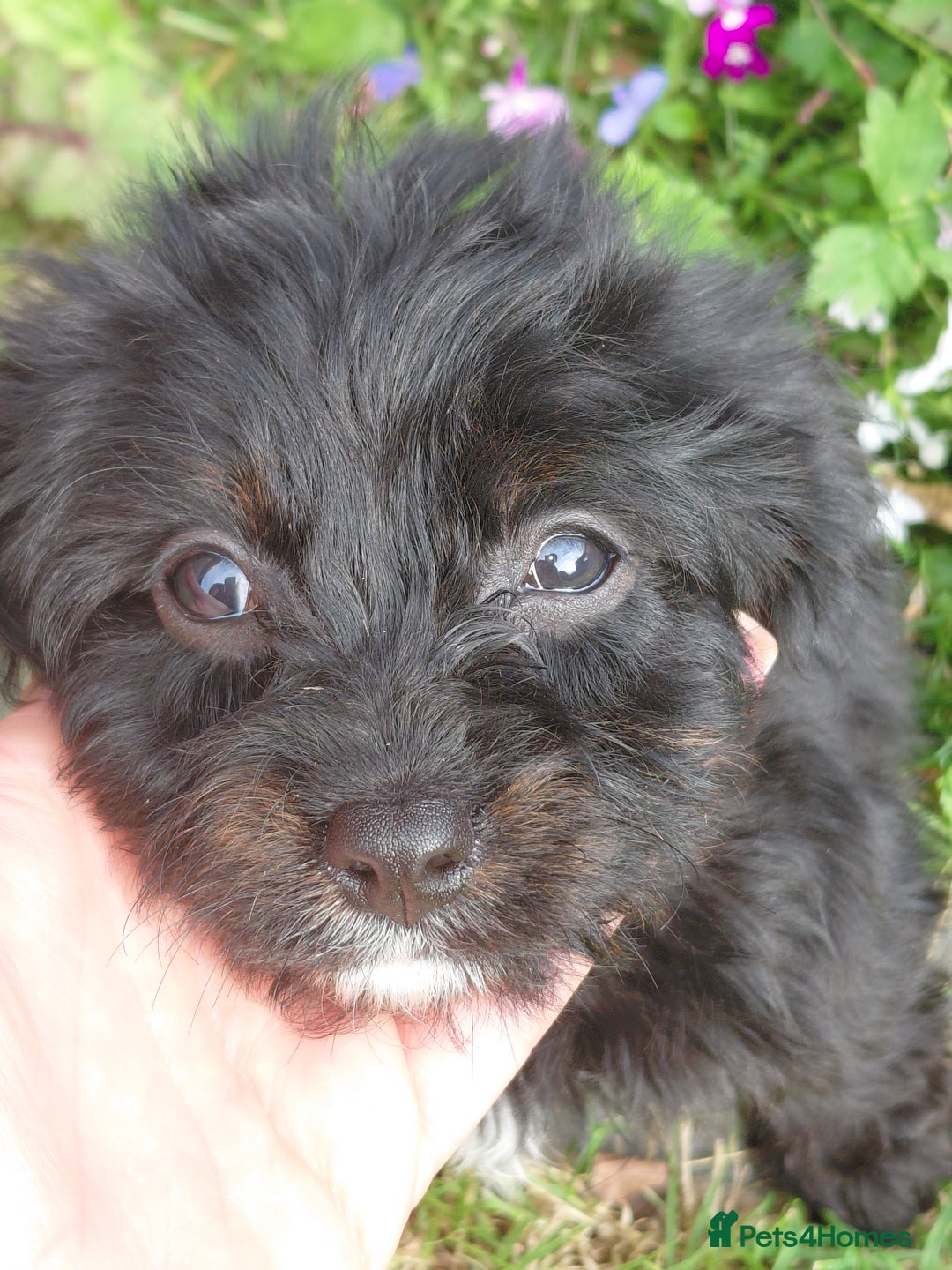 Cavapoo dogs for sale: Beautiful cavapoos  - Image 20