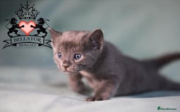 Bengal cats for sale: Looking for the best homes for our retired Bengals - Image 17