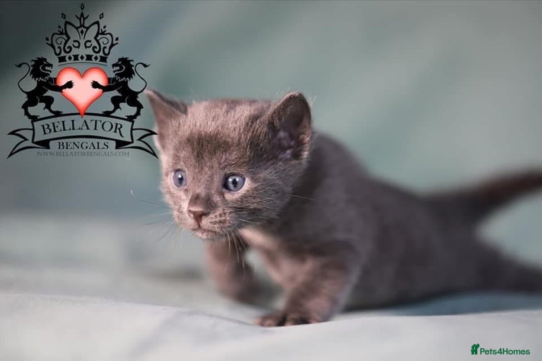 Bengal cats for sale: Looking for the best homes for our retired Bengals - Image 17