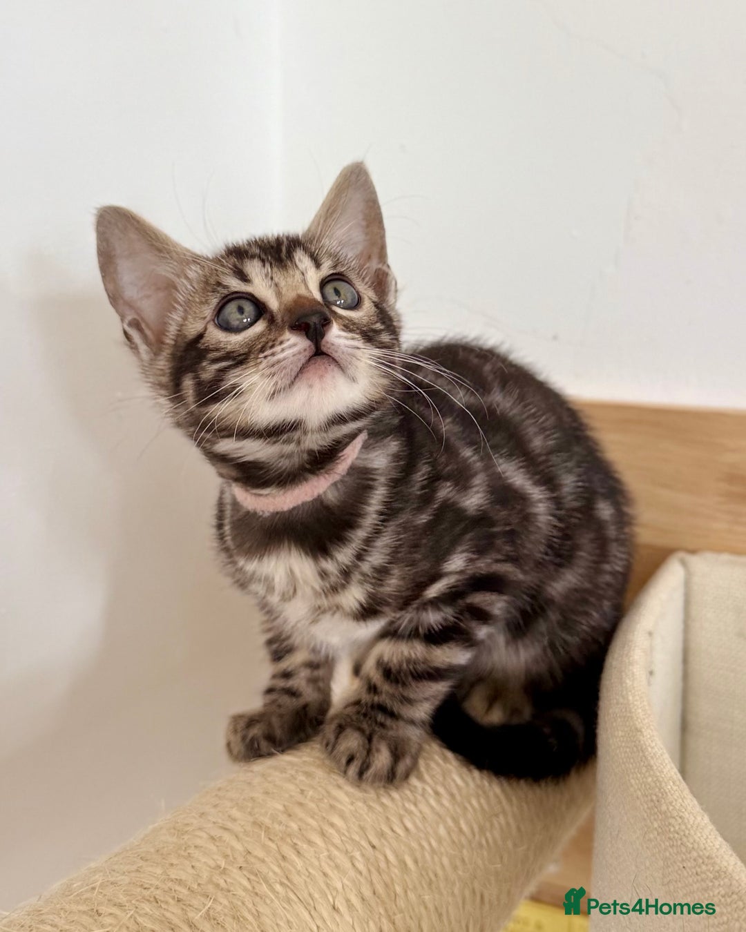 Bengal cats for sale: Rare Glitter Pedigree Bengal Female - Show Quality - Image 6