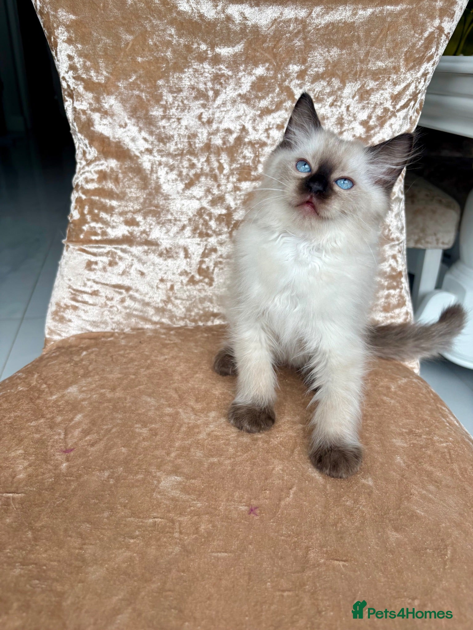 Ragdoll cats Beautiful ragdoll kittens  - Advert 1