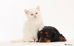 Cavalier King Charles Spaniel dogs for sale: Stunning KC registered Cavalier puppies  - Image 12