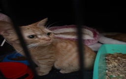 Domestic Shorthair cats for sale: Rescue cats- 20 in total rescued  - Image 8