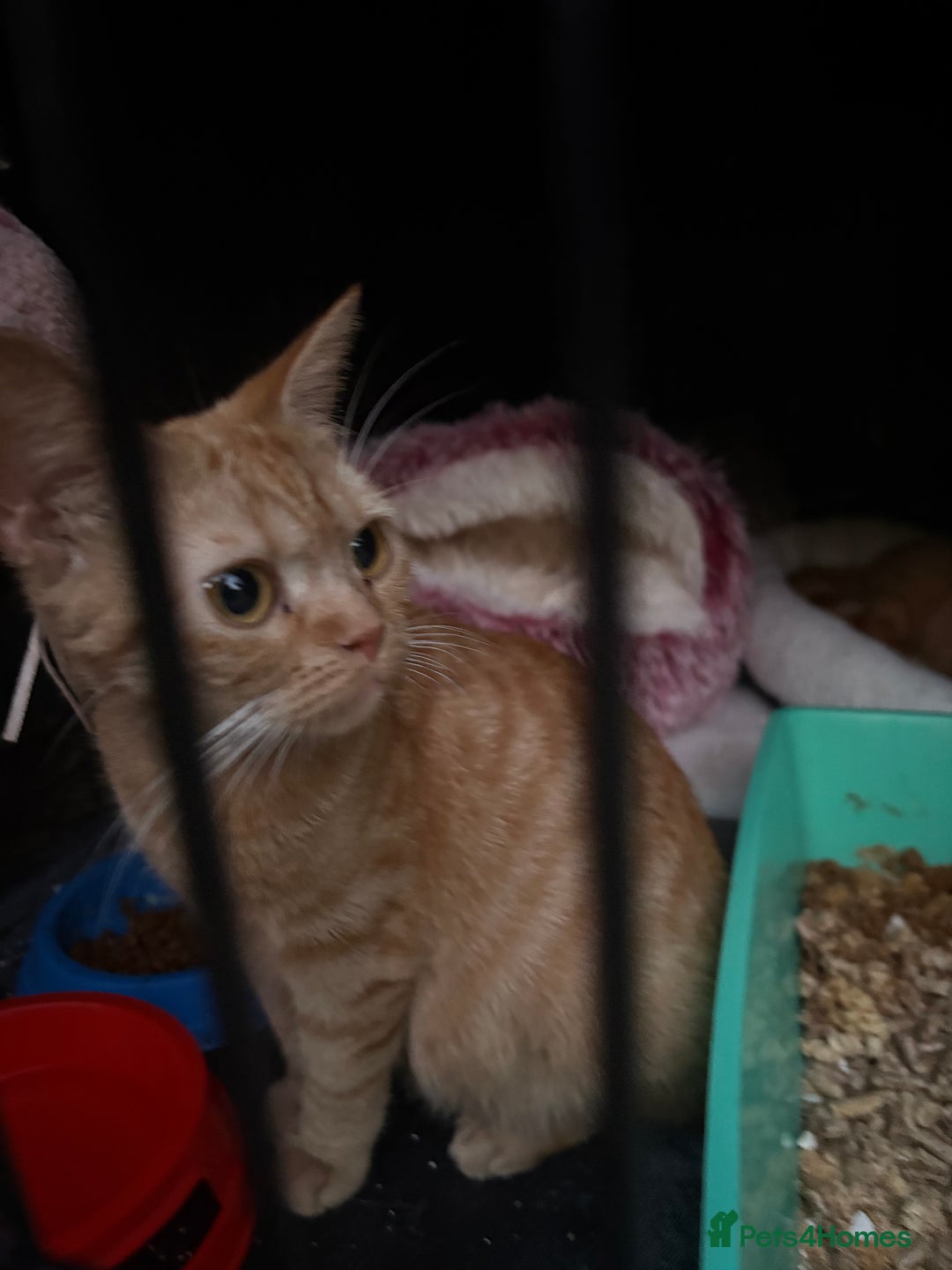Domestic Shorthair cats for sale: Rescue cats- 20 in total rescued  - Image 8