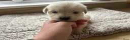 Golden Retriever dogs for sale: Our beautiful golden retriever pups - Advert 36