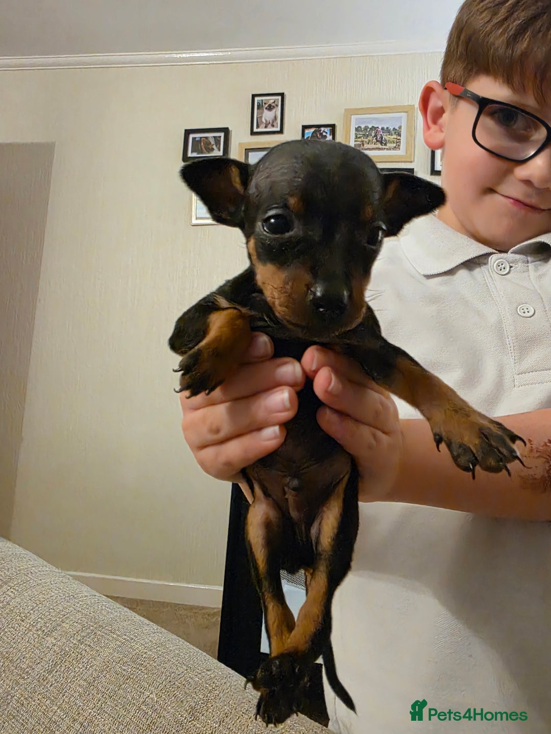 Miniature Pinscher dogs for sale: 5 beautiful miniature pincher pups - Advert 5