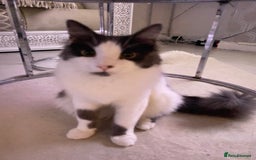 Domestic Shorthair cats for sale: FREE Milo LONGHAIRED - Image 3