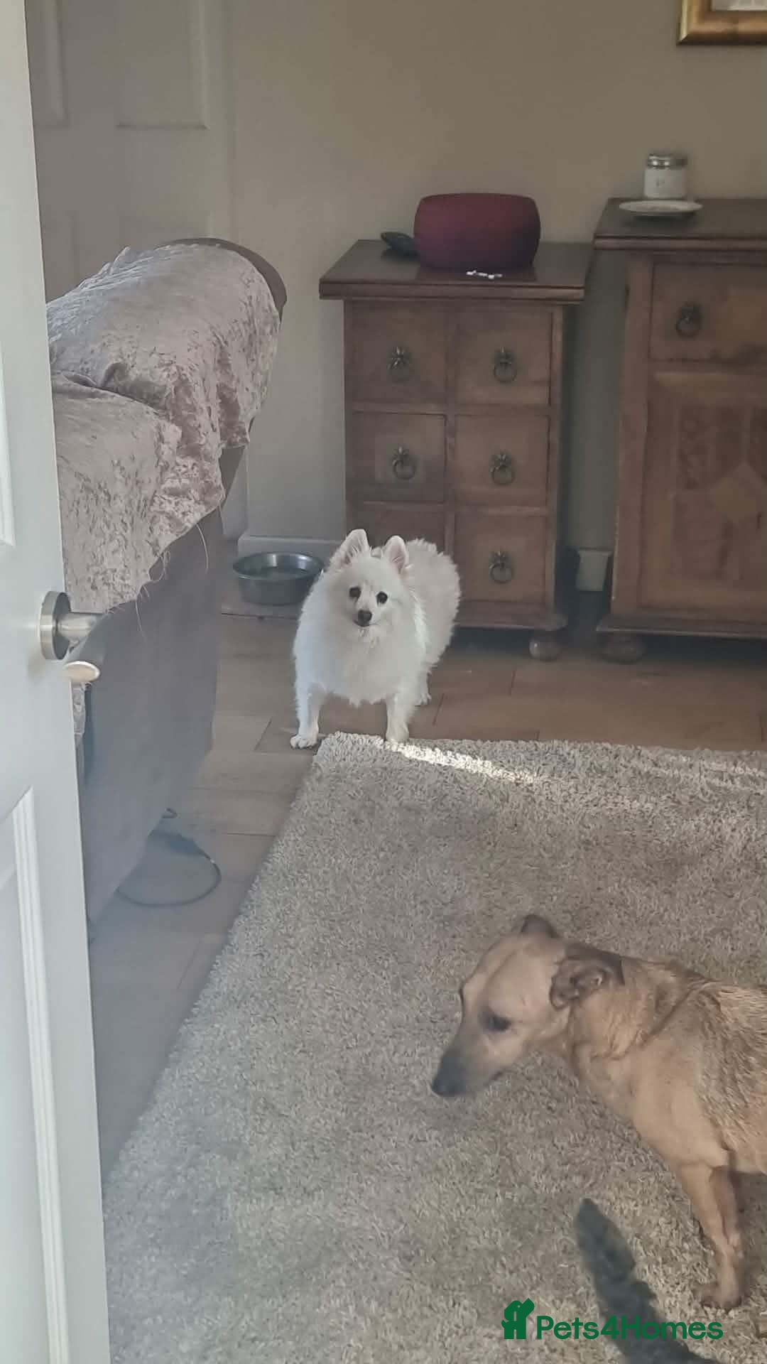 Japanese Spitz dogs Snow is 6 year spitz type meat trade survivor  - Advert 1