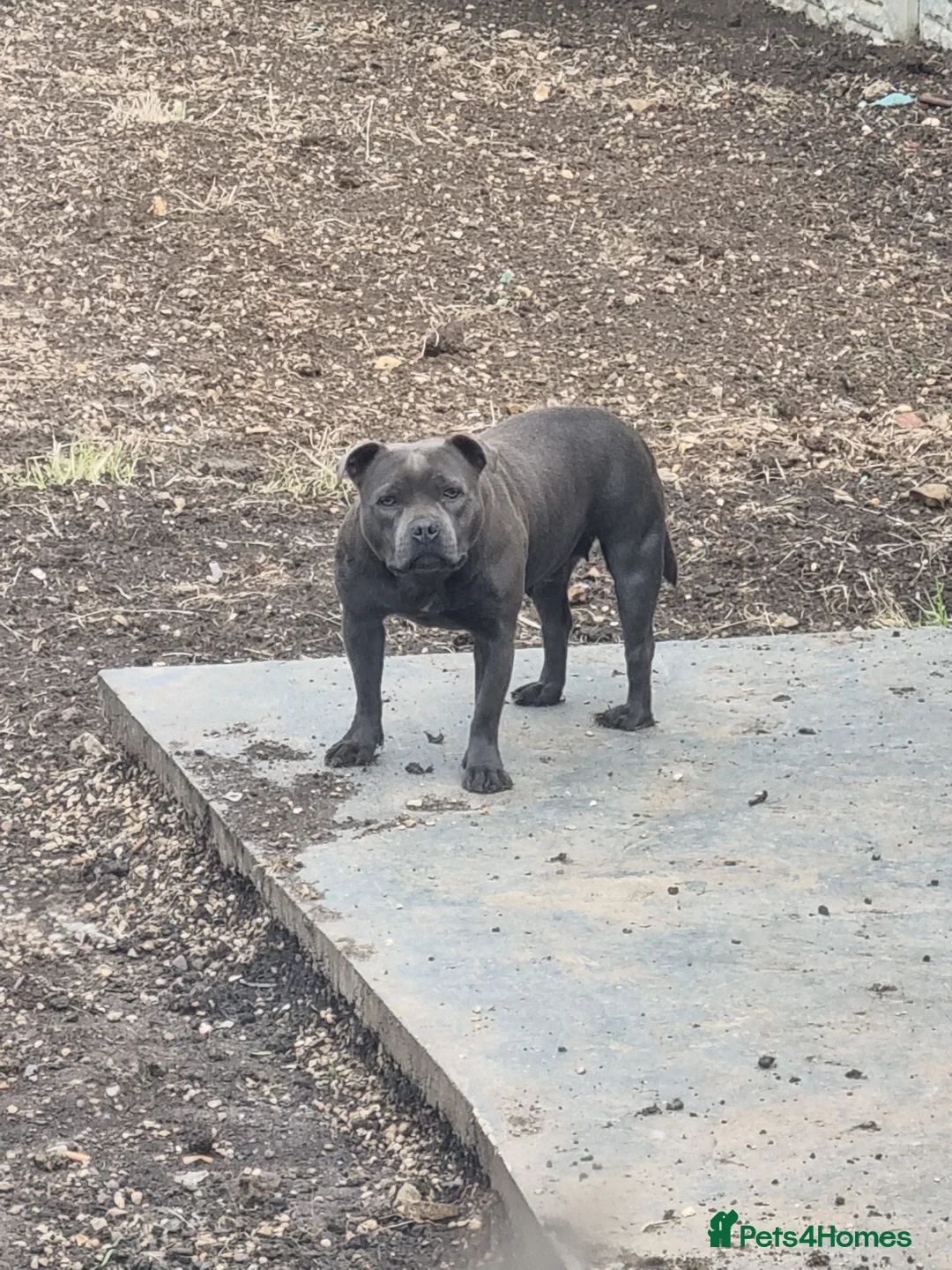 Staffordshire Bull Terrier dogs for sale: Bluebullz☆bullscaff☆5☆☆ready to go 18th 2 left  - Advert 4