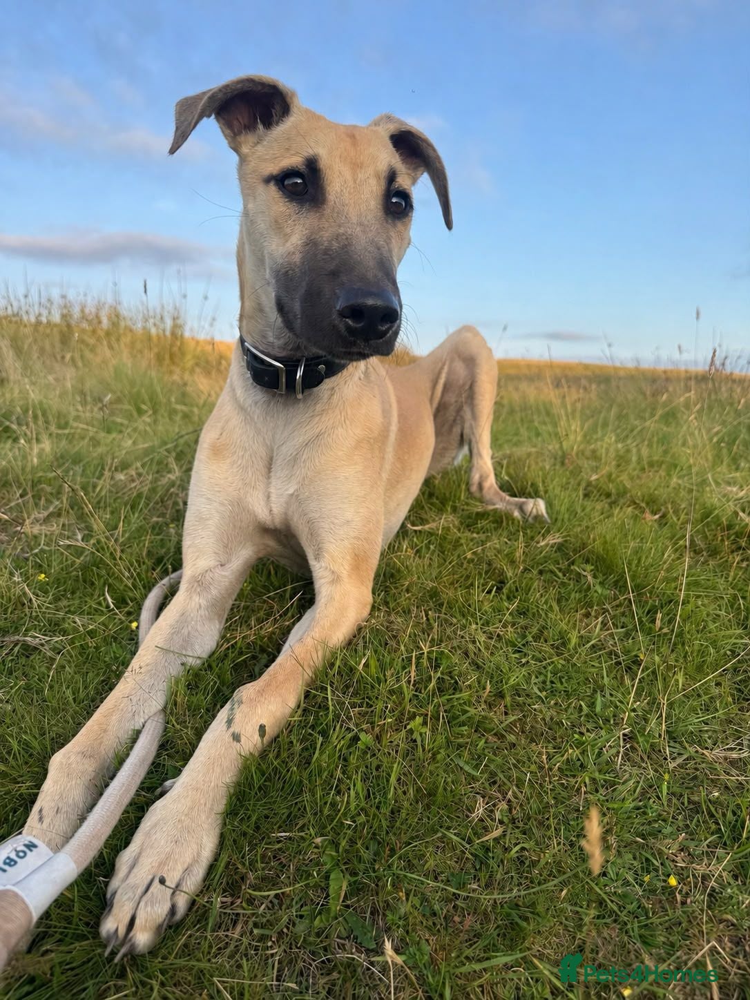 Mixed Breed dogs Saluki X greyhound- lurcher - Advert 1