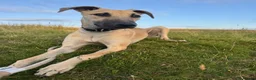 Mixed Breed dogs for sale: Saluki X greyhound- lurcher - Advert 1