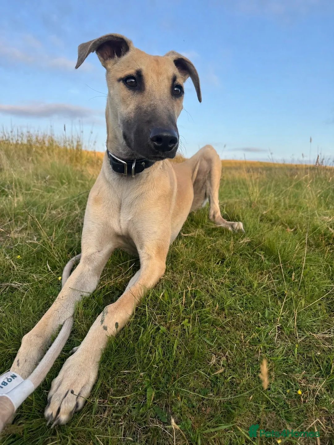 Mixed Breed dogs for sale: Saluki X greyhound- lurcher - Advert 1