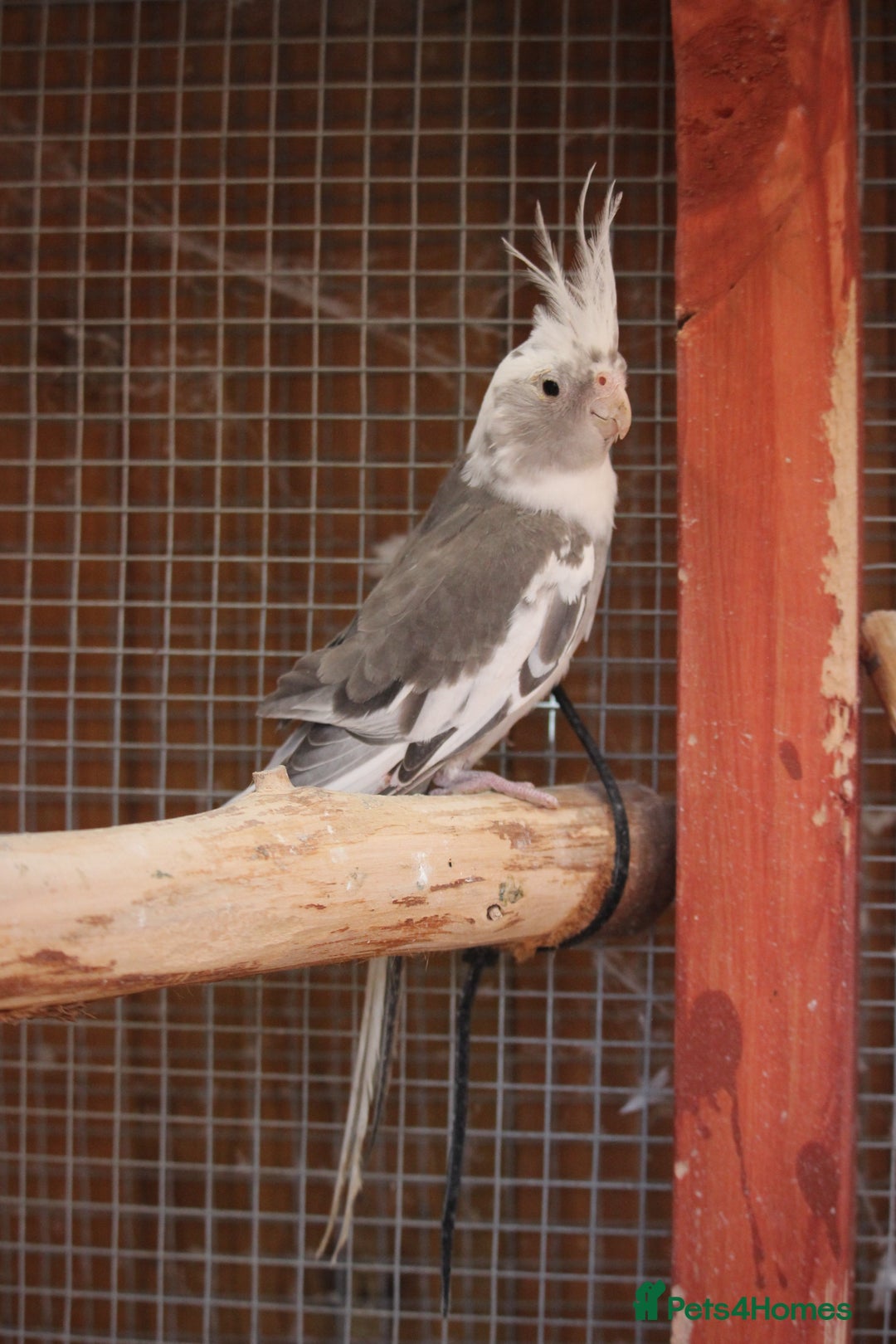 Cockatiels birds for sale: Young Whiteface Cockatiels for Sale in Southport - Advert 8