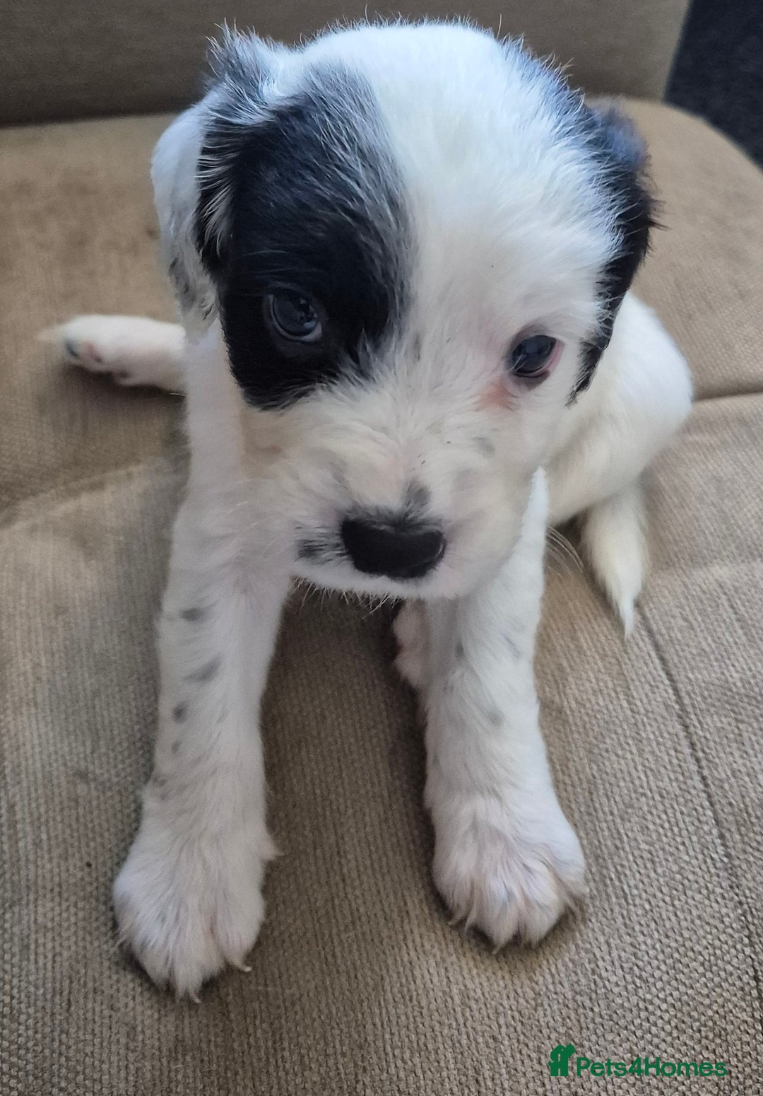 Mixed Breed dogs for sale: 6 very loved puppies - Image 5