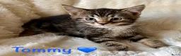 Mixed Breed cats for sale: Meet the Shelby Kittens ❤️ - Advert 2