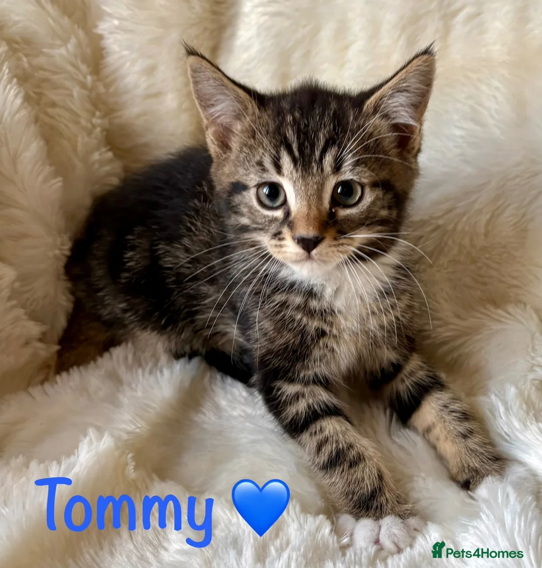 Mixed Breed cats for sale: Meet the Shelby Kittens ❤️ - Advert 2