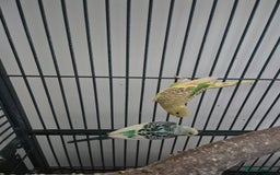 Budgerigars birds for sale: Large parrot cage with 3 budgies  - Advert 5