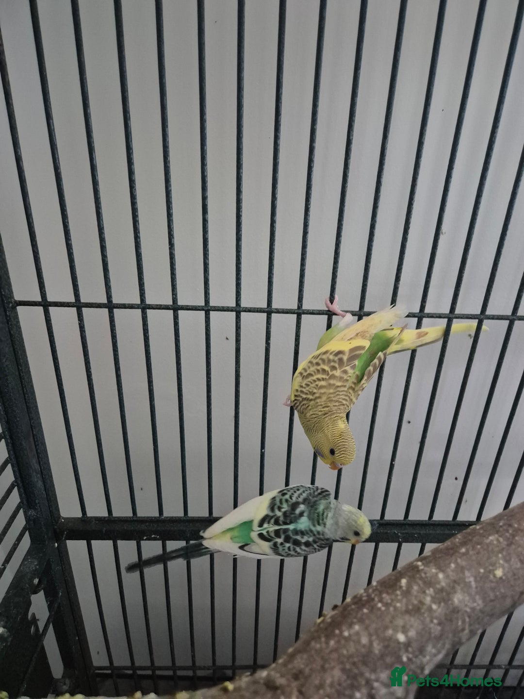 Budgerigars birds for sale: Large parrot cage with 3 budgies  - Advert 5