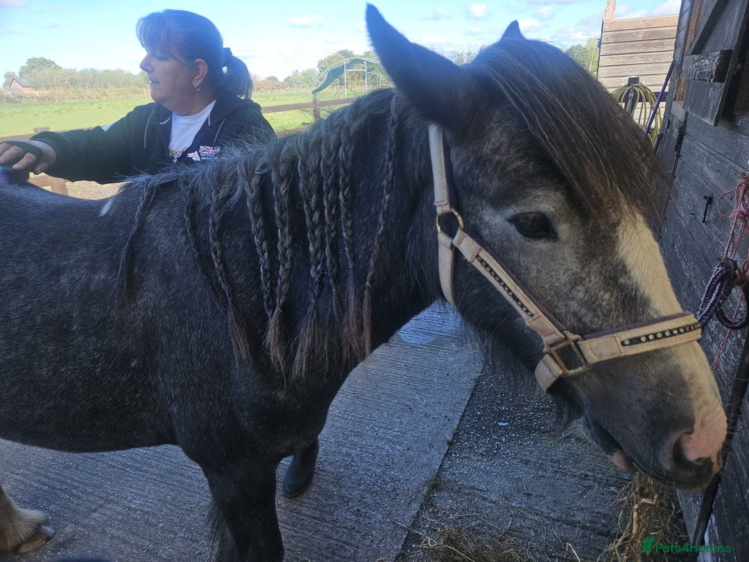 Riding pony horses for sale: Willow - Image 3
