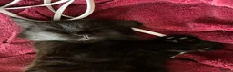 Mixed Breed cats for sale: Absolutely lovely Twoey - Advert 2