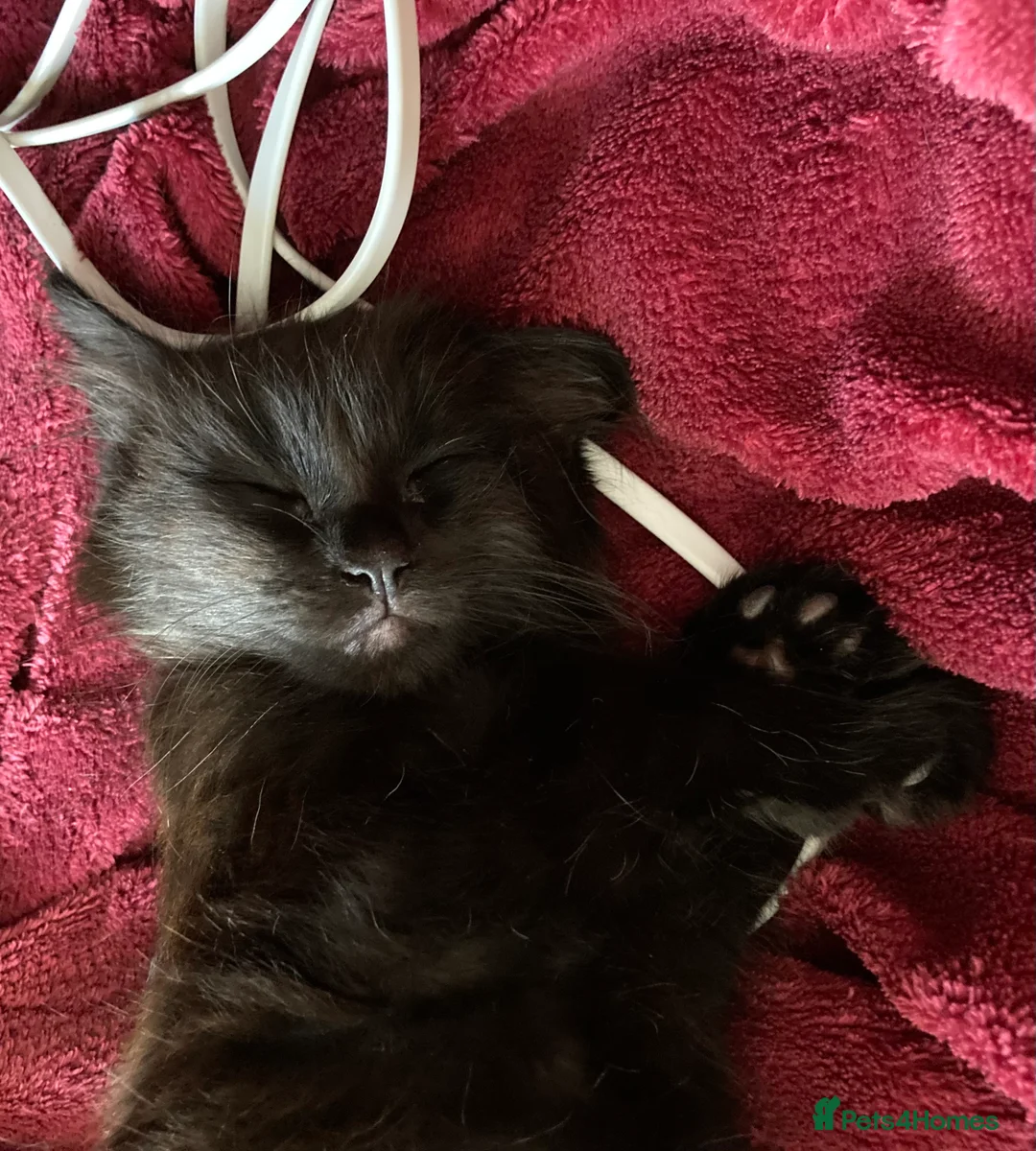 Mixed Breed cats for sale: Absolutely lovely Twoey - Advert 2
