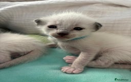 Ragdoll cats for sale: Ragdoll x Oriental kittens  - Image 2