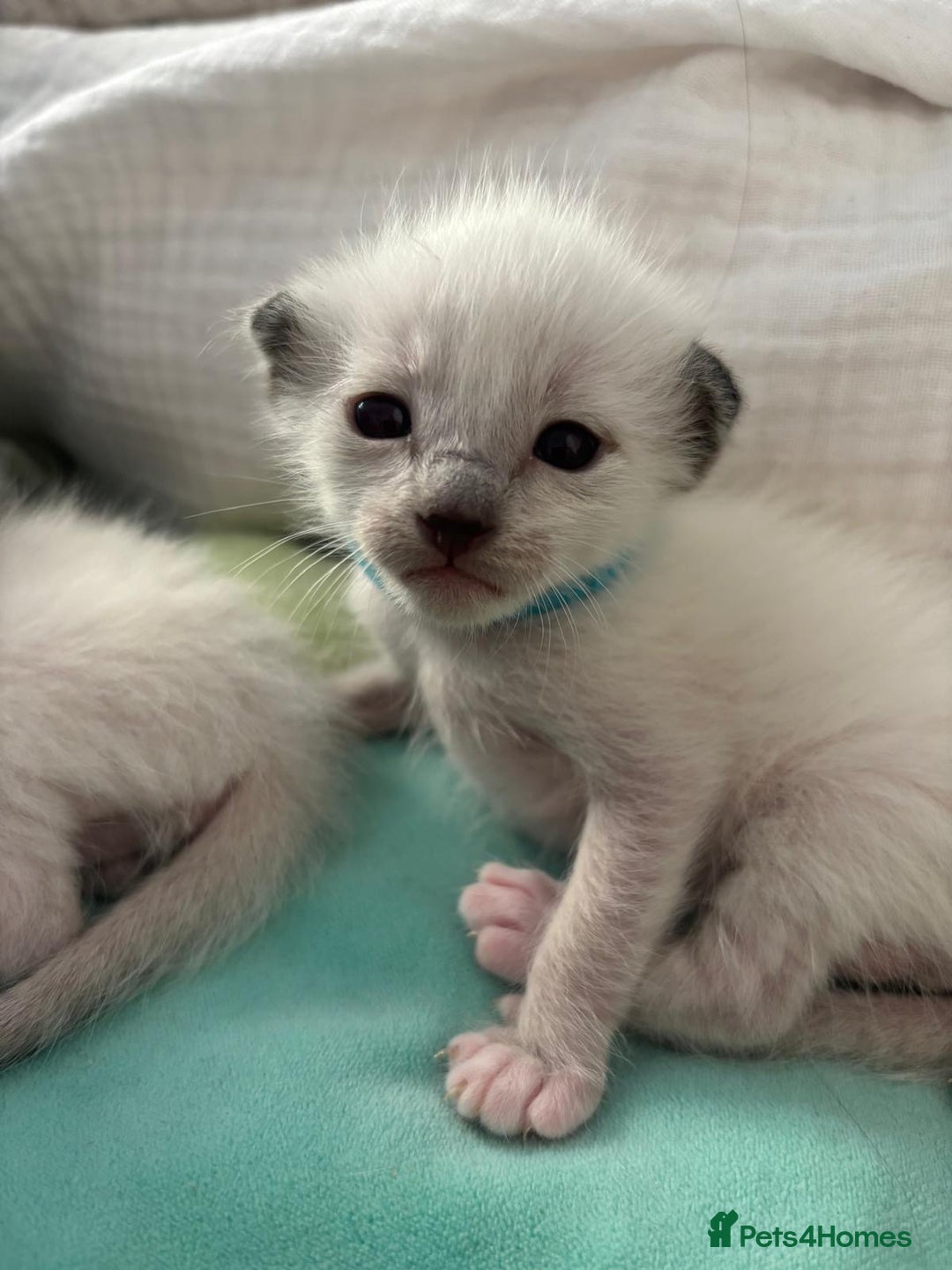 Ragdoll cats for sale: Ragdoll x Oriental kittens  - Image 2