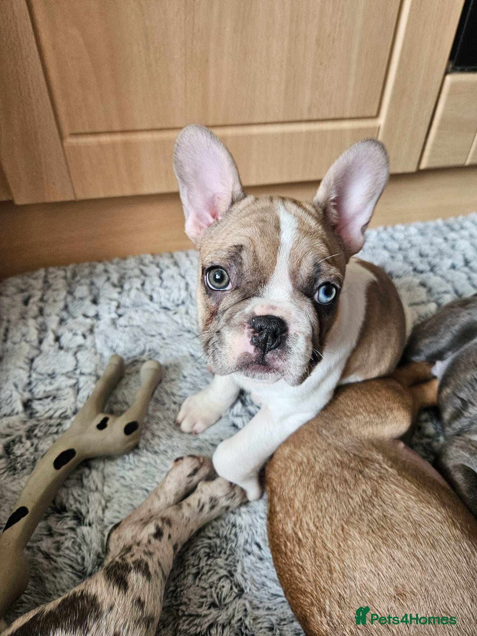 French Bulldog dogs French Bulldog Puppies for rehome - Advert 1