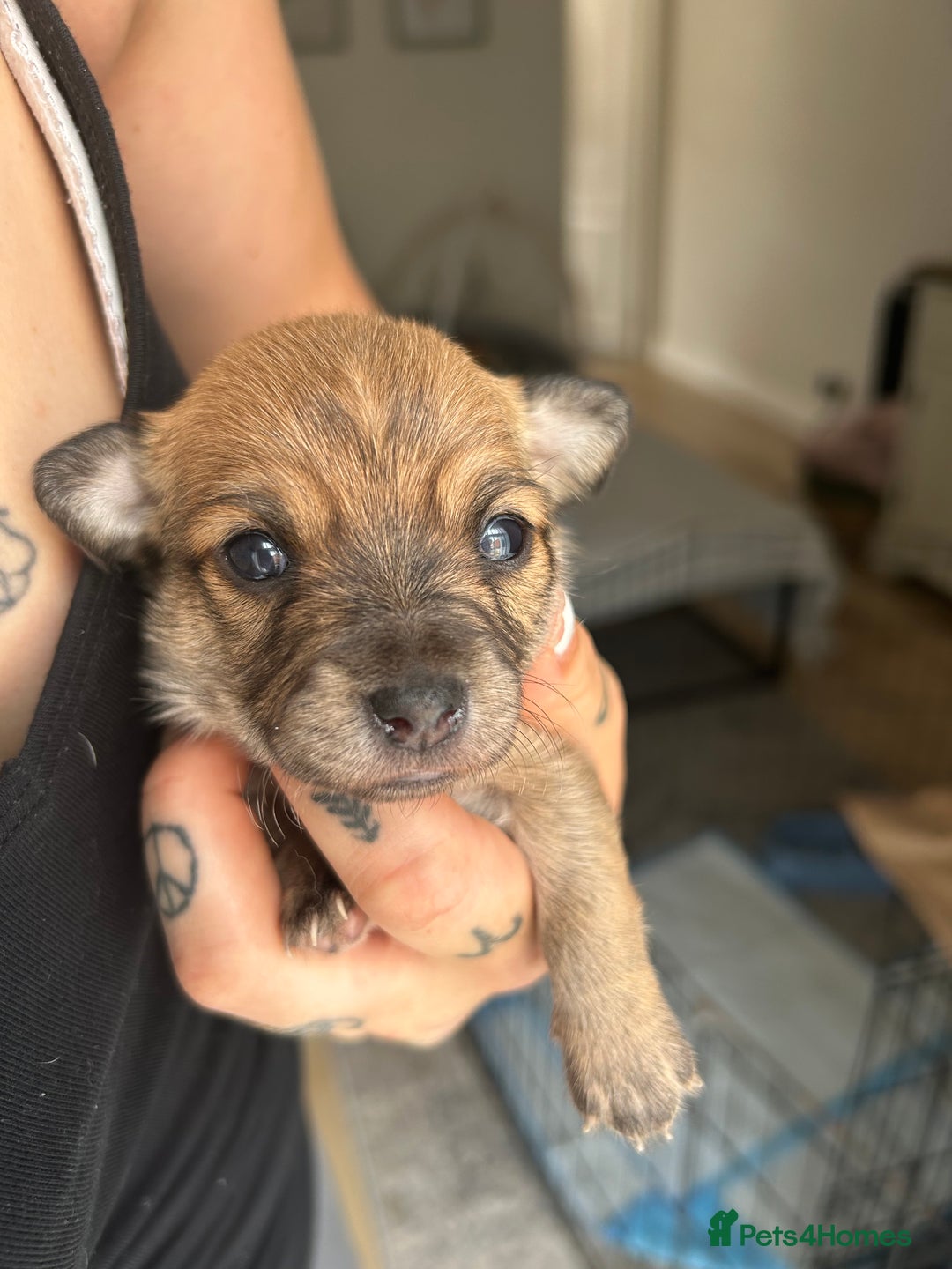Chihuahua dogs for sale: Chihuahua pups  - Image 6