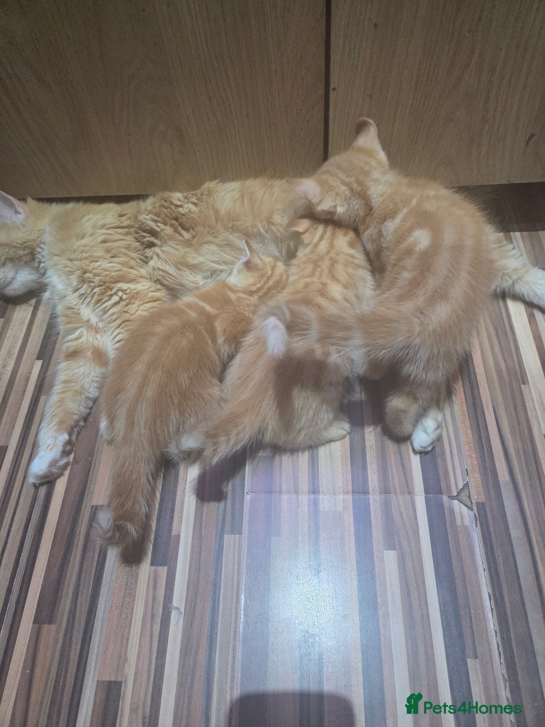 Mixed Breed cats for sale: 3 male gingers - Image 8