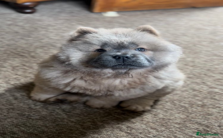 Chow Chow dogs - Advert 1