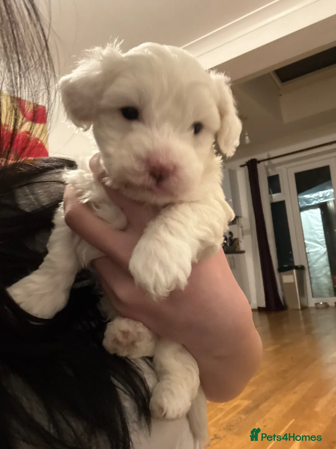 Bichon Frise dogs for sale: Beautiful Bichon Puppies - Advert 2