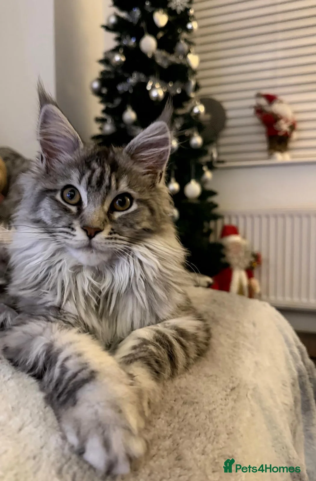 Maine Coon cats for sale: STUNNING MAINE COON AVAILABLE - Advert 2