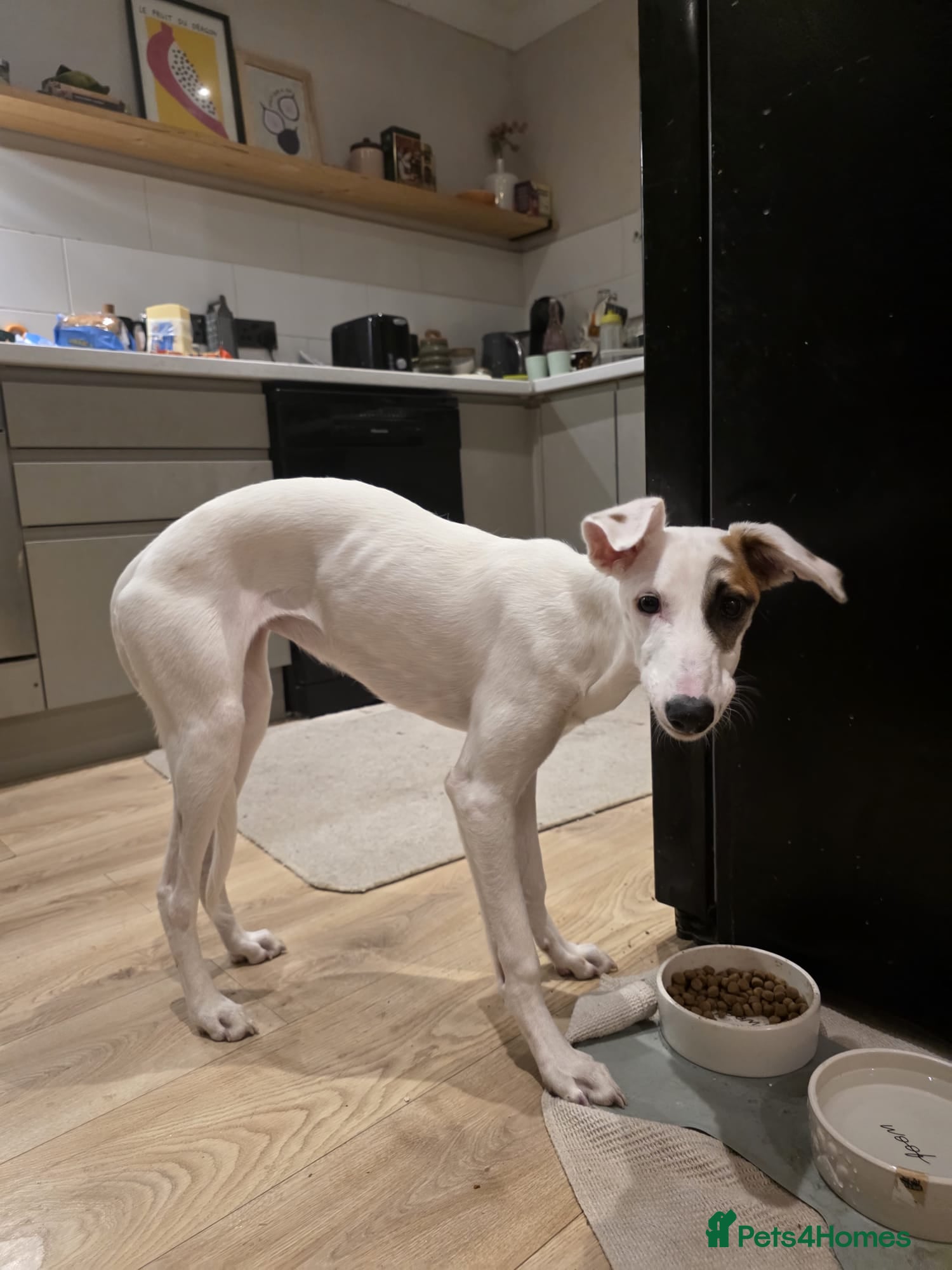 Mixed Breed dogs Lovely lurcher puppy looking for a new homee - Advert 4