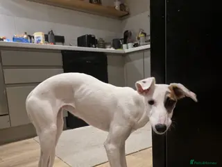 Mixed Breed dogs Lovely lurcher puppy looking for a new homee - Advert 8