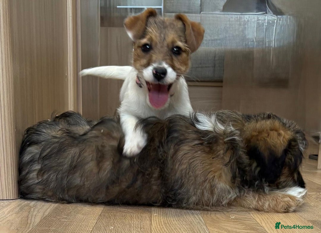 Jack Russell dogs for sale: Jack Russell Puppies… - Advert 16