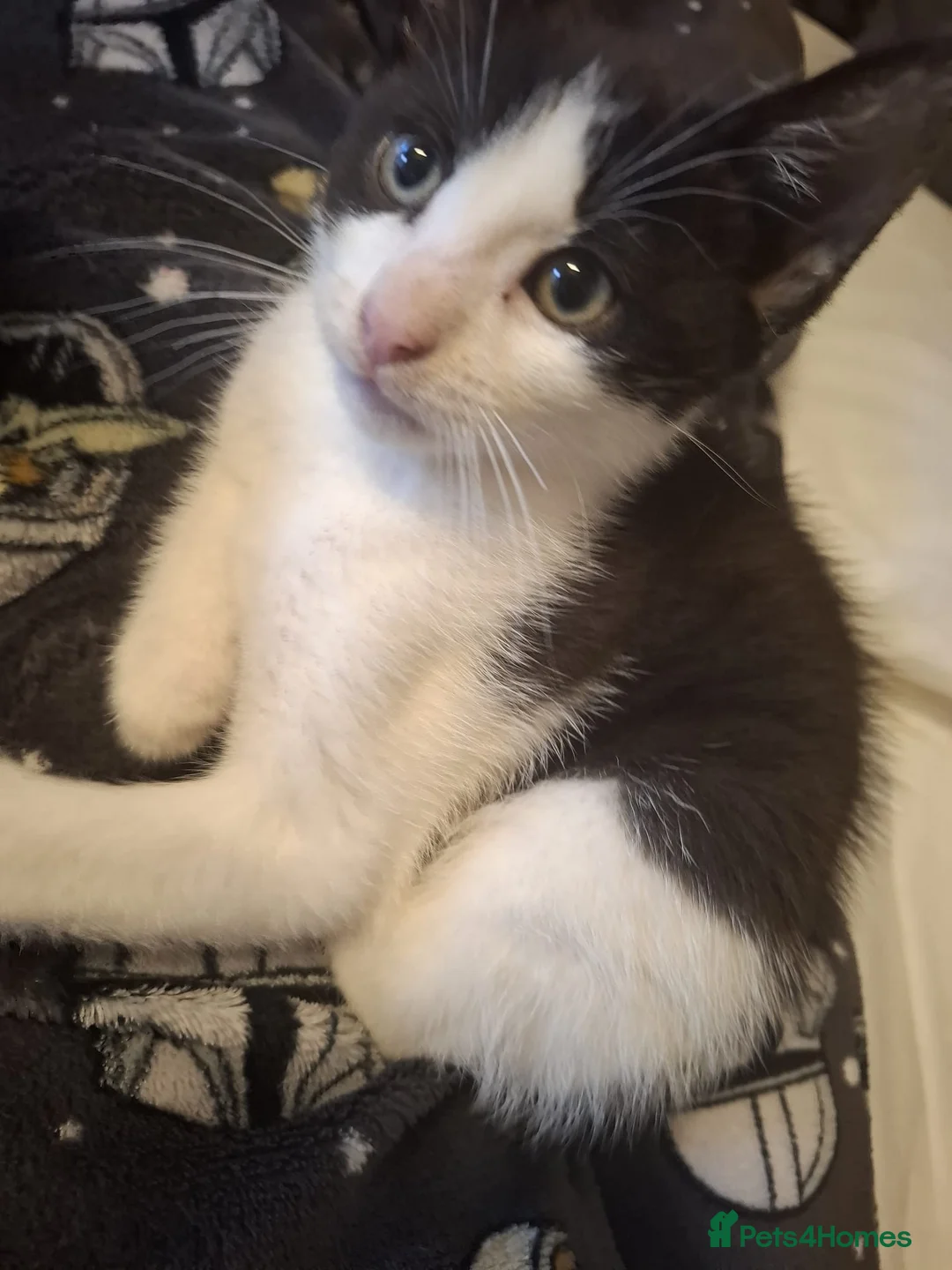 Mixed Breed cats for sale: Gorgeous Male Kitten - Advert 2