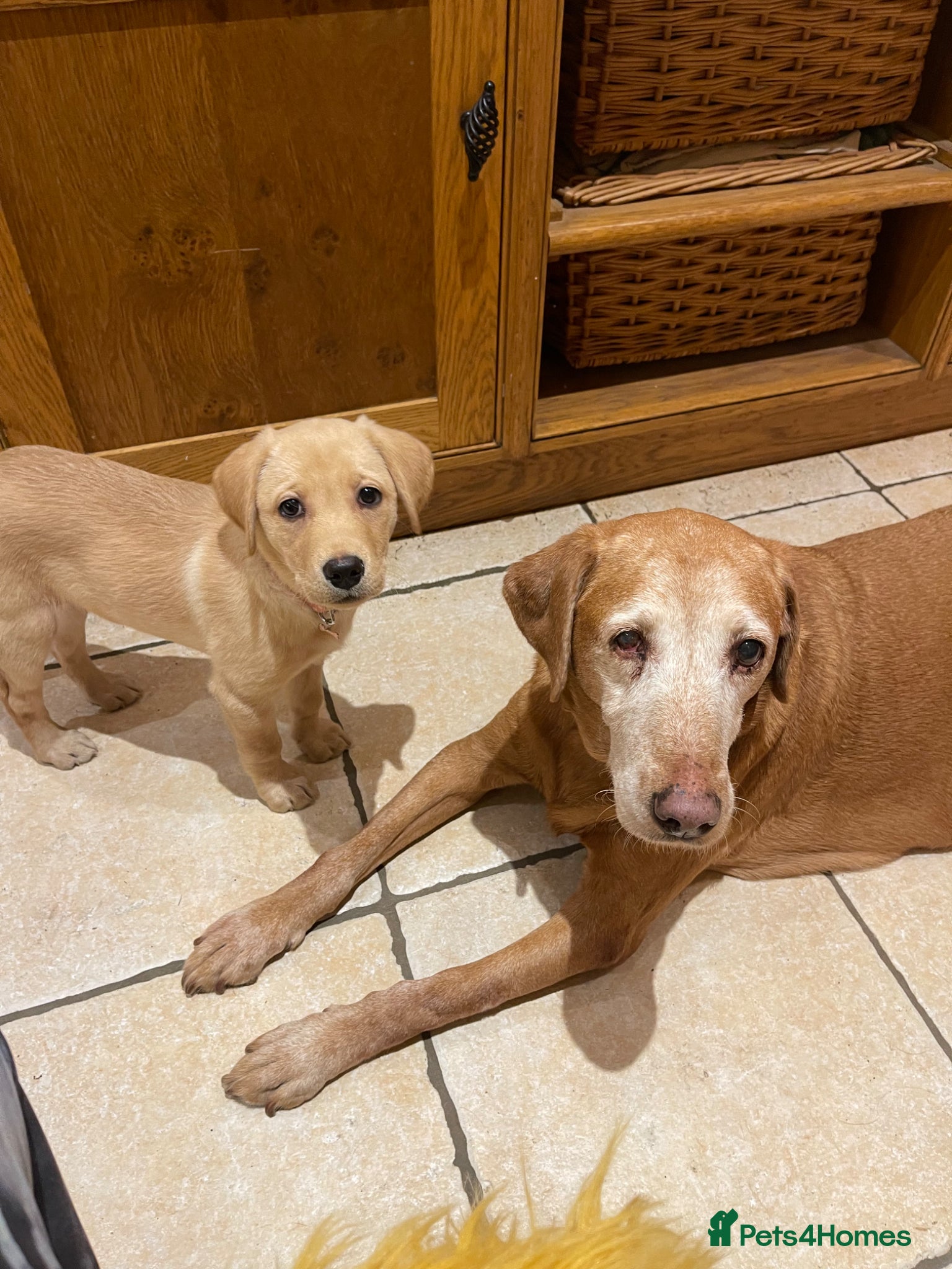 Labrador Retriever dogs for sale: KC Stunning Dark Fox Red Labrador Puppies - Advert 10