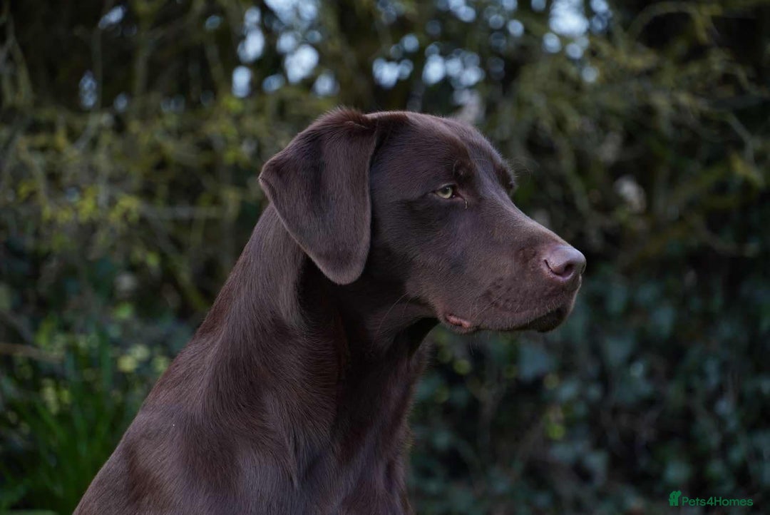 Labrador Retriever dogs for stud: Fully health tested working chocolate 0-0 Hips & E in Huntingdon - Advert 6