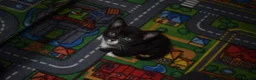Mixed Breed cats for sale: Beautiful kittens for sale - Advert 13