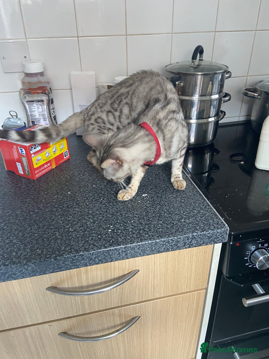 Bengal cats for sale: Beautiful silver lynx begal  - Image 3