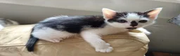 Mixed Breed cats for sale: Mixed breed kittens - Advert 11