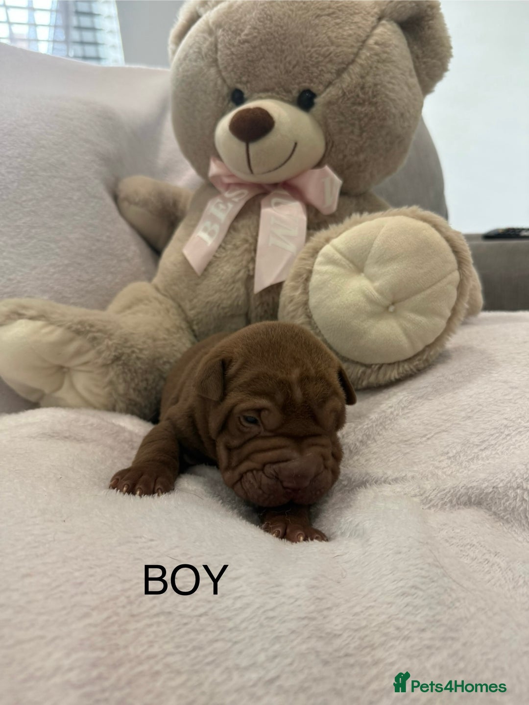 Shar Pei dogs for sale: 🔥 BEAUTIFUL SHARPEI PUPS 🔥  - Image 15